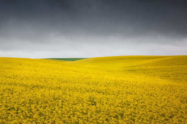 gelbes-feld-mit-gruenem-dreieck