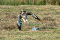 bussard